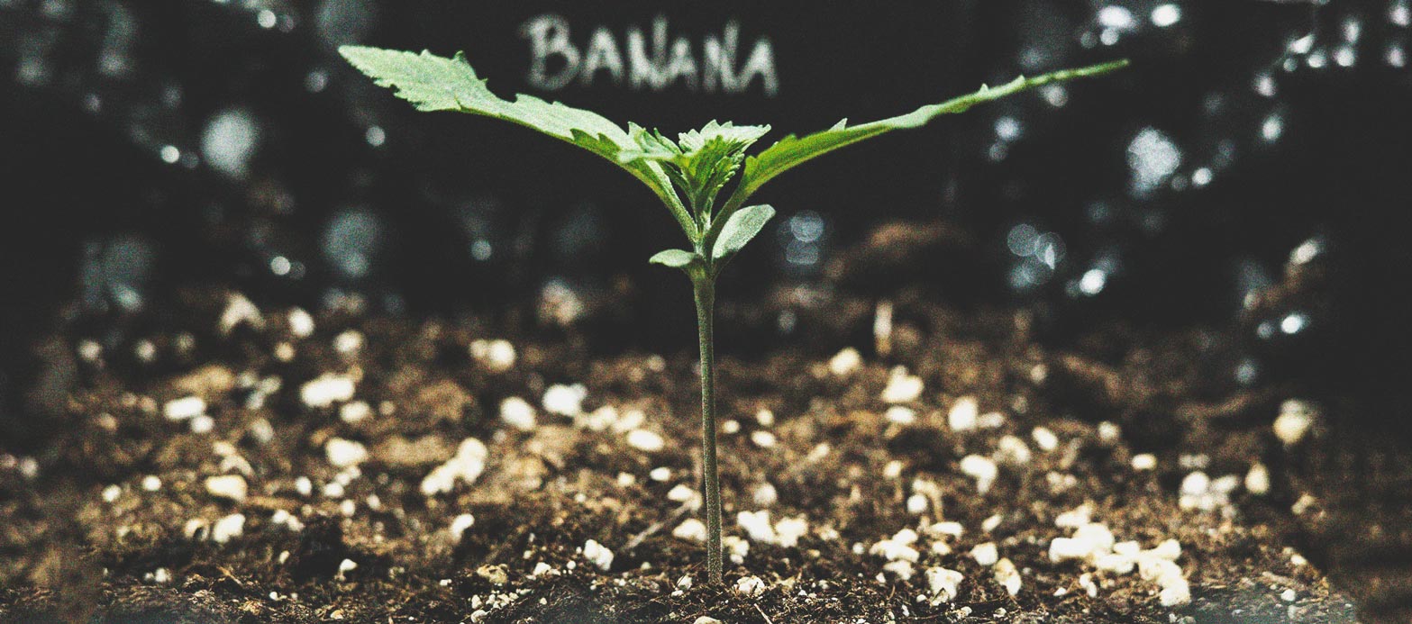 Comment Prévenir et Résoudre les Plantules Qui S'étirent Comment Prévenir et Résoudre les Plantules Qui S'étirent