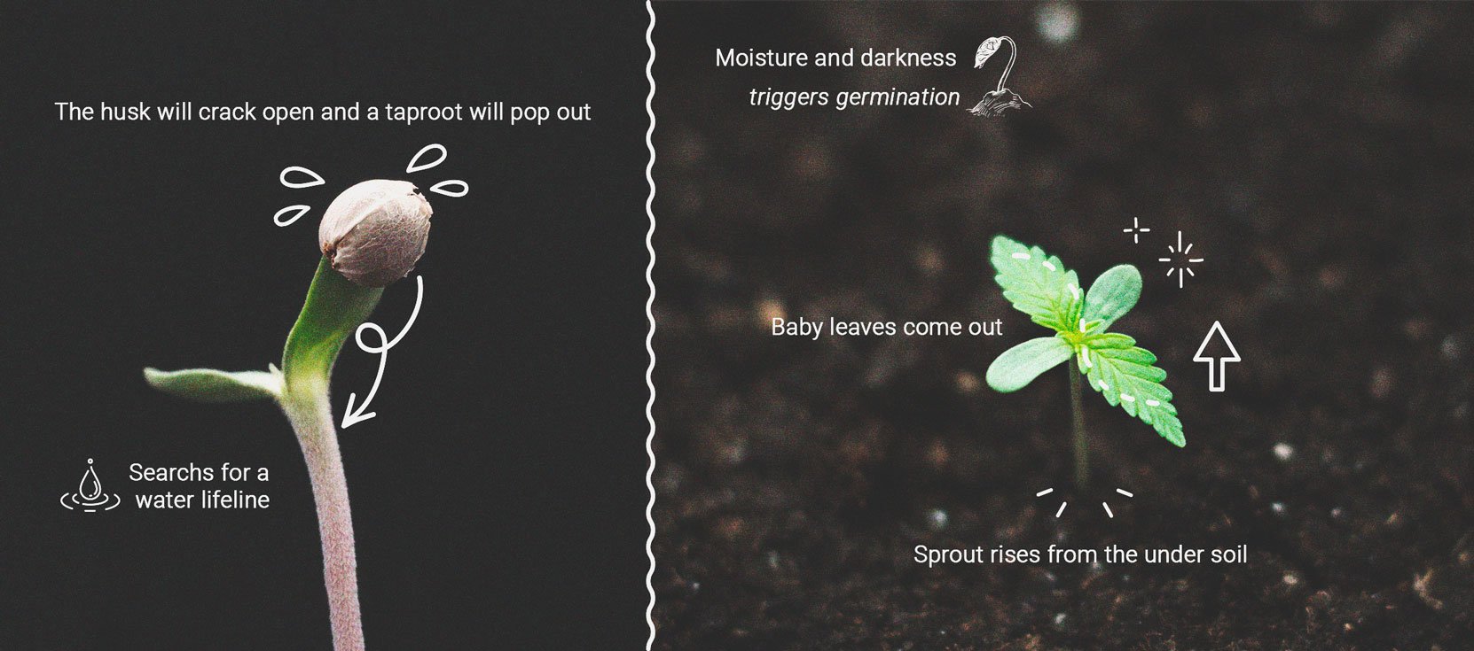 Comment Prévenir et Résoudre les Plantules Qui S'étirent