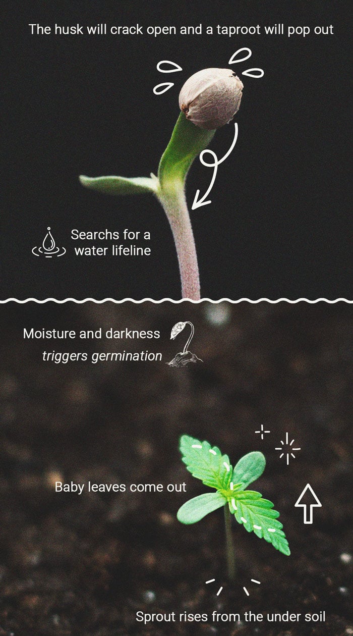 Comment Prévenir et Résoudre les Plantules Qui S'étirent Comment Prévenir et Résoudre les Plantules Qui S'étirent