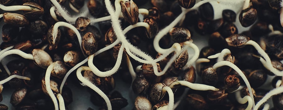 Faire ses germinations étape par étape