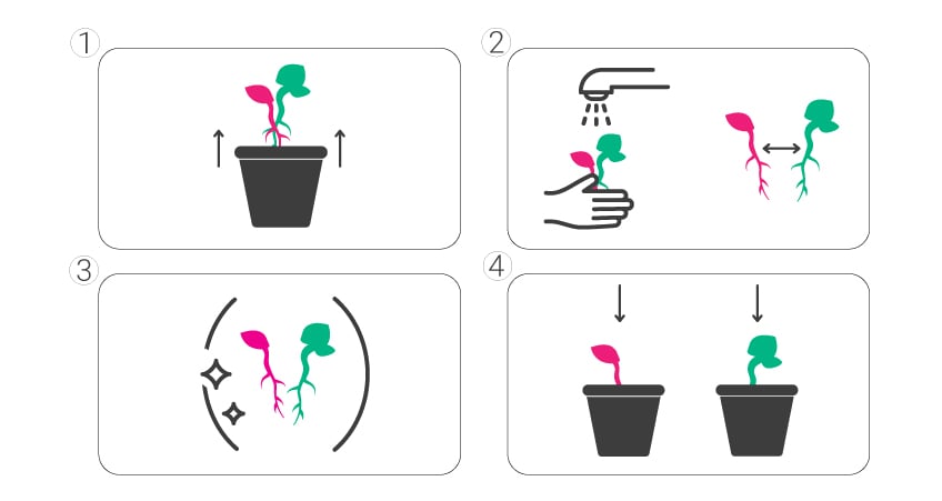 How to separate twin seedlings