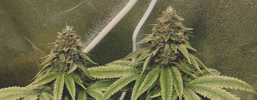 Sherbet Queen by Royal Queen Seeds Sherbet Queen by Royal Queen Seeds