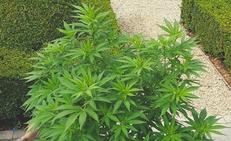 10 Best Strains to Grow in a Greenhouse