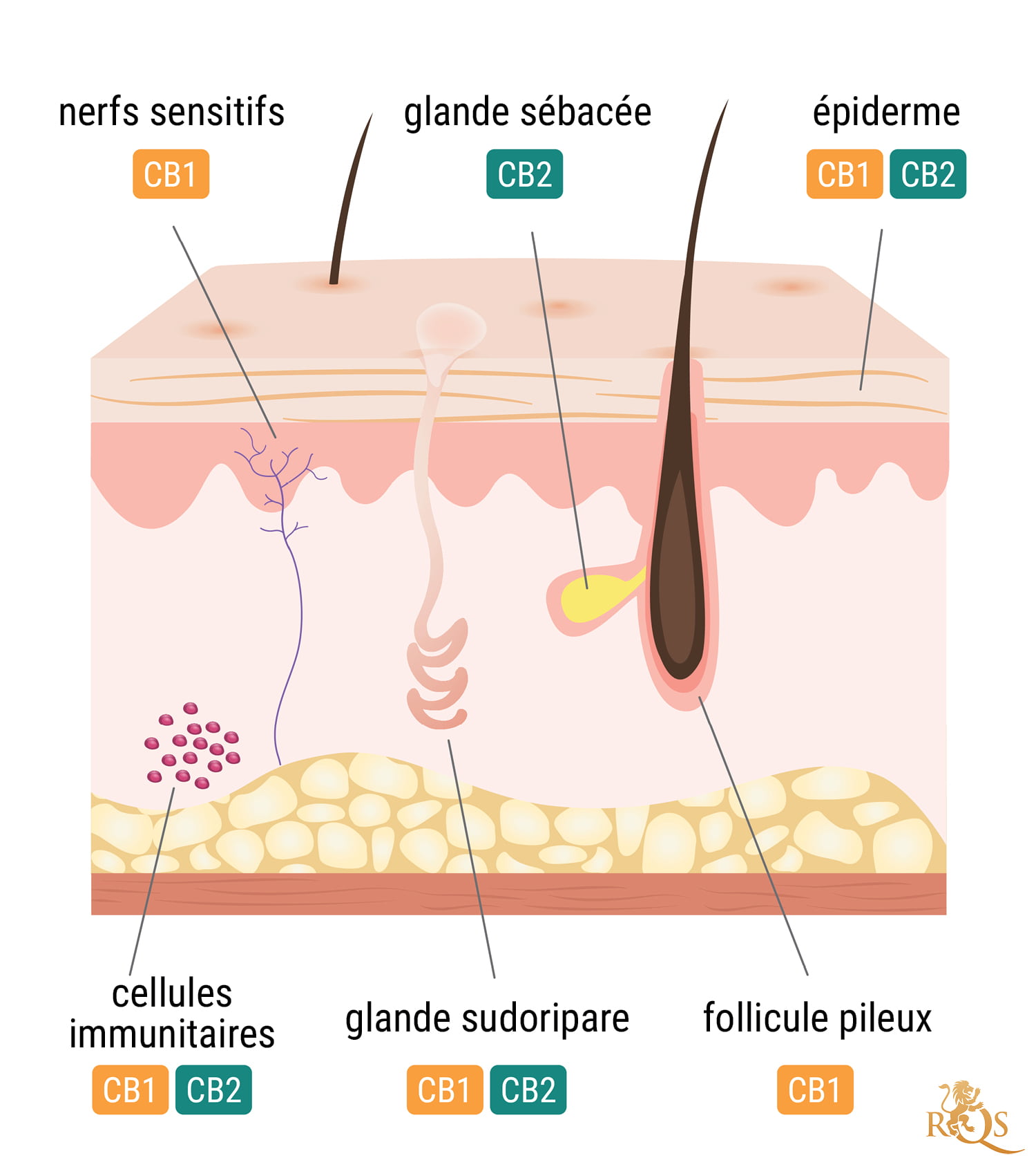 Le système endocannabinoïde et la peau Le système endocannabinoïde et la peau