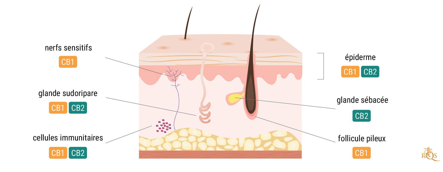 Le système endocannabinoïde et la peau Le système endocannabinoïde et la peau
