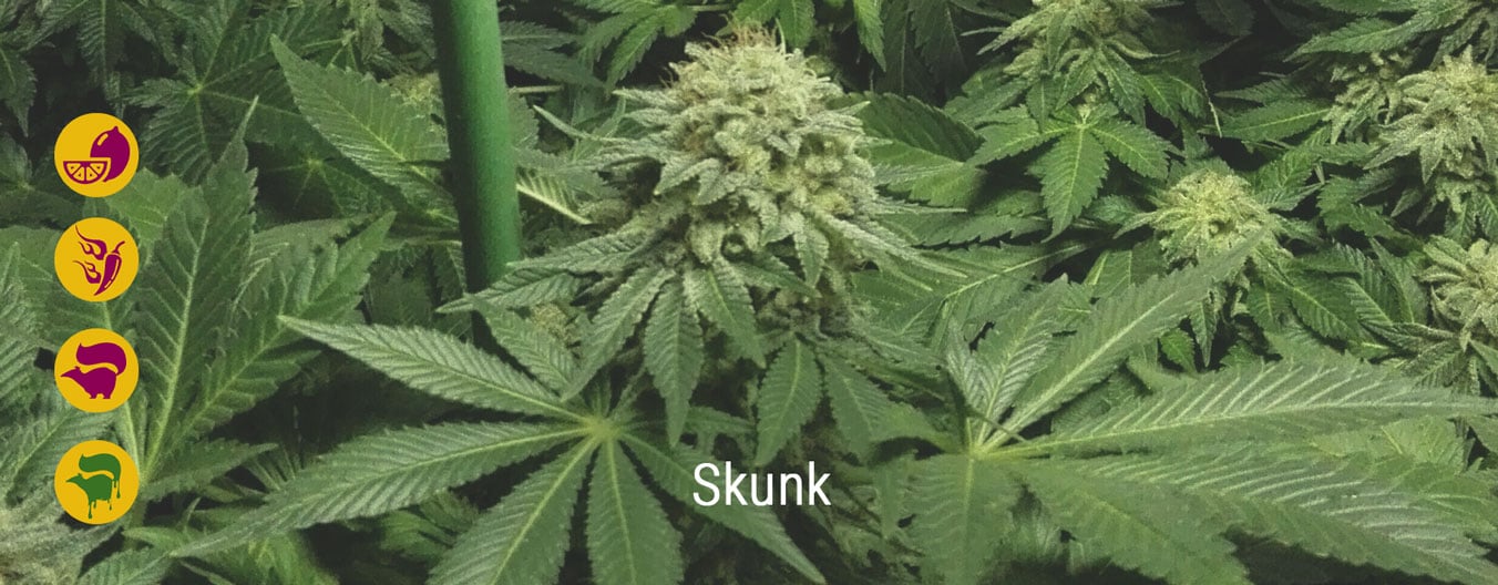 Les meilleures variétés de Skunk