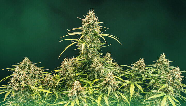 Caractéristiques de la Skunk