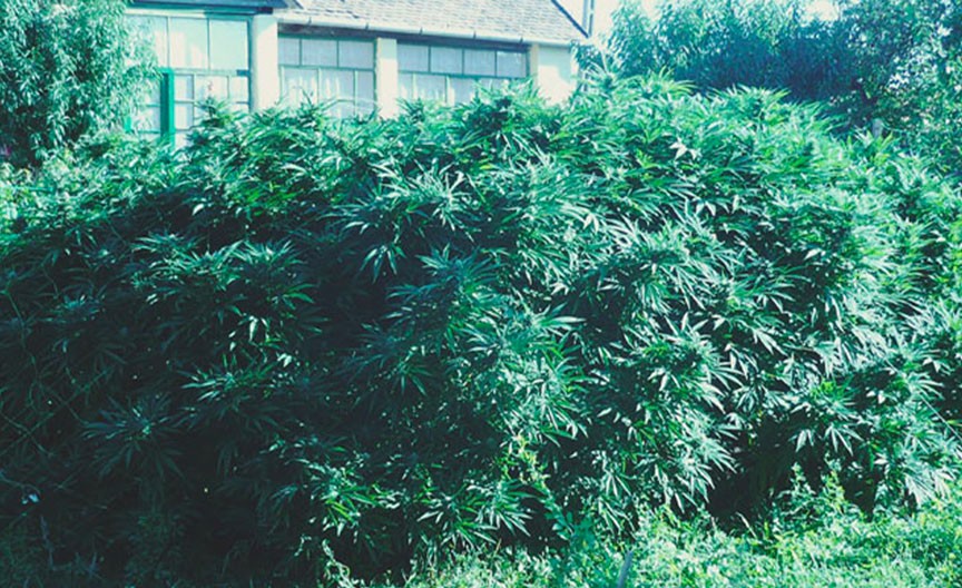 Top 10 High-Yielding Outdoor Cannabis Strains