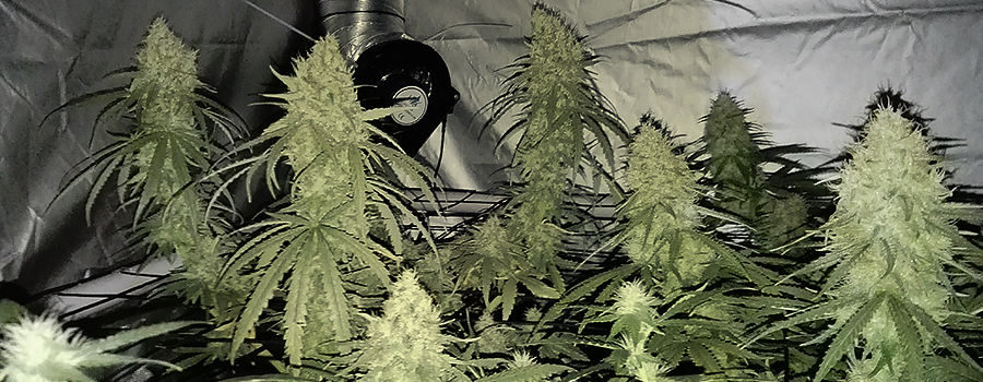 Skunk XL Skunk XL