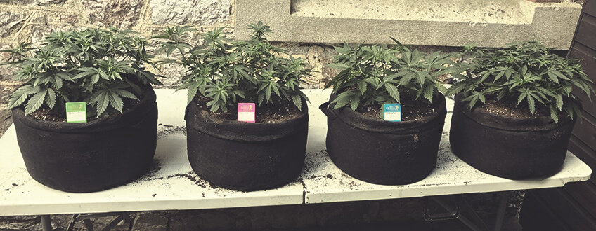 SMART POTS (POTS EN TEXTILE) SMART POTS (POTS EN TEXTILE)