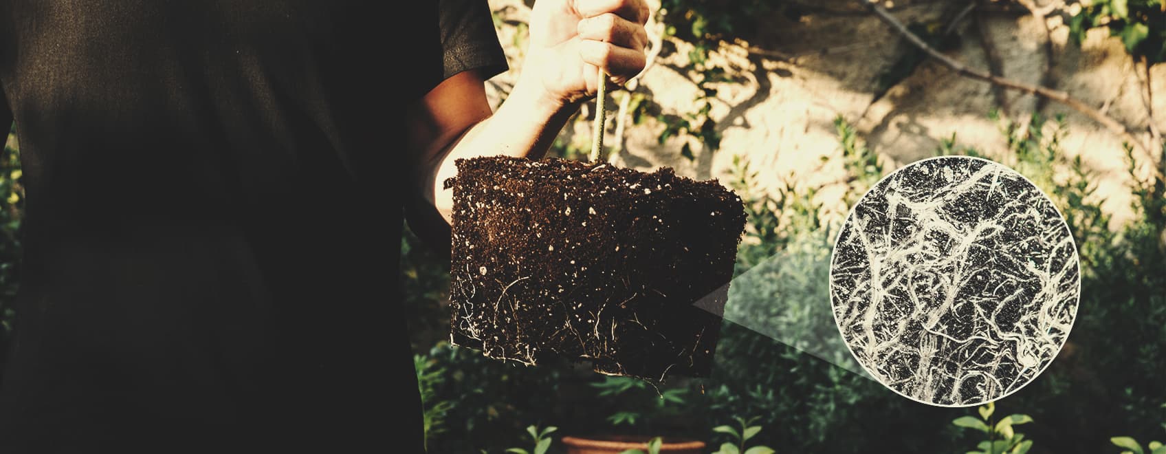 Importance Of The Rhizosphere Importance Of The Rhizosphere