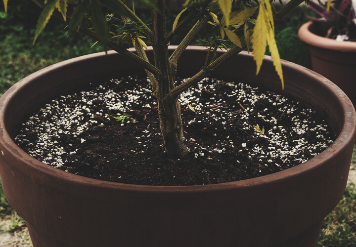 Réutiliser De La Terre Usagée Pour Cultiver Du Cannabis