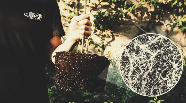 Importance Of The Rhizosphere Importance Of The Rhizosphere