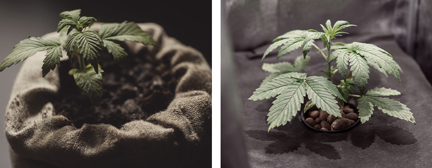 Comment Appliquer Une Solution D’enzymes À Des Plants De Cannabis