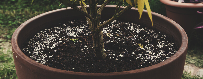 Réutiliser De La Terre Usagée Pour Cultiver Du Cannabis Réutiliser De La Terre Usagée Pour Cultiver Du Cannabis