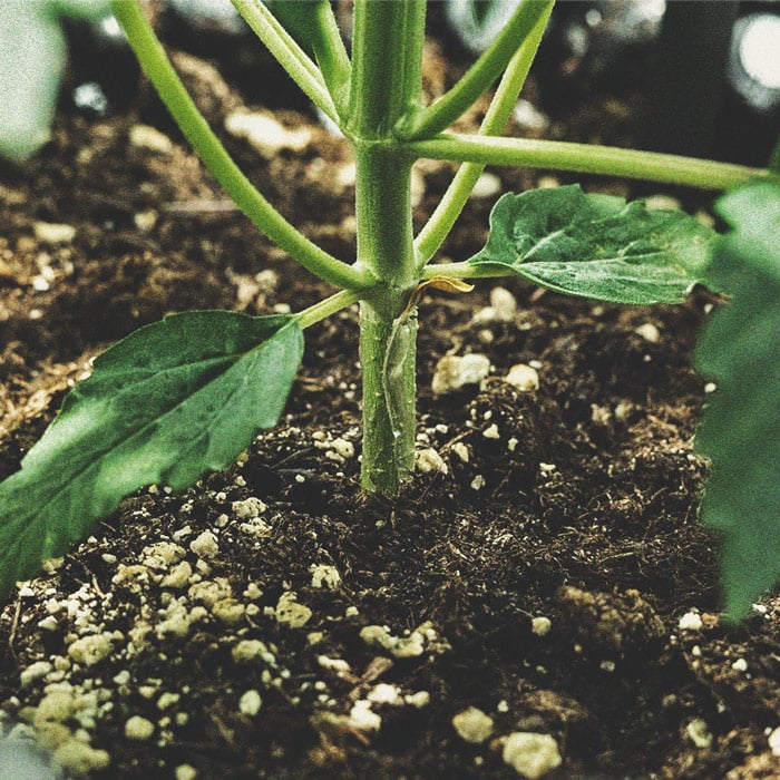 Les Bases de la Culture de Cannabis en Extérieur (Partie 4) Les Bases de la Culture de Cannabis en Extérieur (Partie 4)