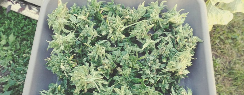 Plateau avec des têtes de cannabis fraîchement récoltées, montrant leur texture et leur couleur verte vibrante.