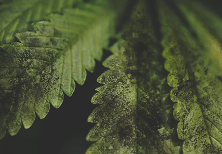 Feuille de cannabis infestée de fumagine, montrant des taches noires caractéristiques. La fumagine, un champignon, se développe sur le miellat sécrété par les insectes, affectant la santé de la plante.