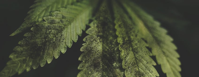 Feuille de cannabis infestée de fumagine, montrant des taches noires caractéristiques. La fumagine, un champignon, se développe sur le miellat sécrété par les insectes, affectant la santé de la plante.