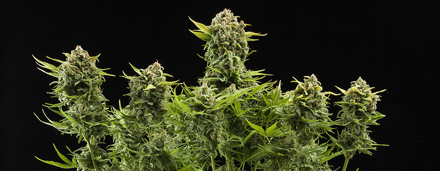 Sour Diesel Sour Diesel