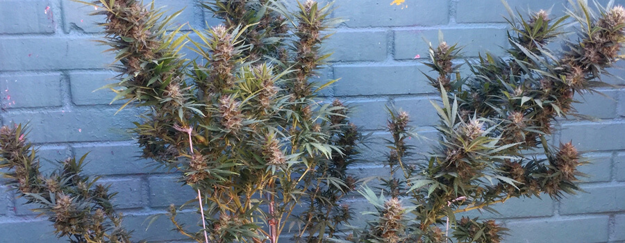 Special Kush Cannabis Pour Climats Chauds Special Kush Cannabis Pour Climats Chauds