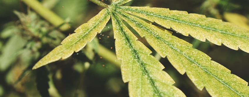 Feuille de cannabis avec taches jaunes entre les nervures, signe d'infestation d'araignées rouges causant un jaunissement des feuilles.