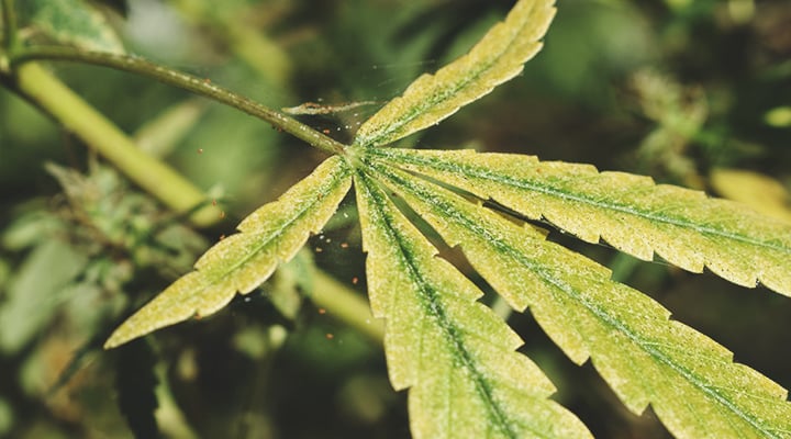 Feuille de cannabis avec taches jaunes entre les nervures, signe d'infestation d'araignées rouges causant un jaunissement des feuilles.