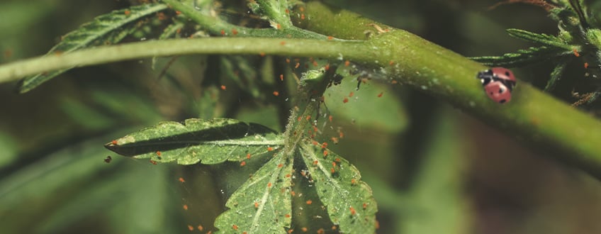 Comment Exploiter Les Coccinelles Pour Contrôler Les Tétranyques Et Autres Nuisibles