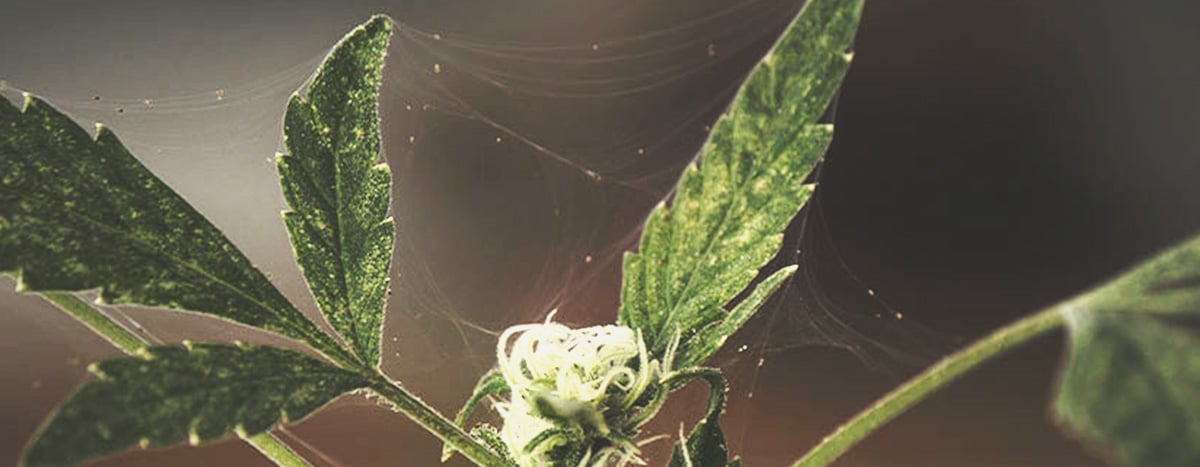 Infestation de ravageurs dans une plante de cannabis