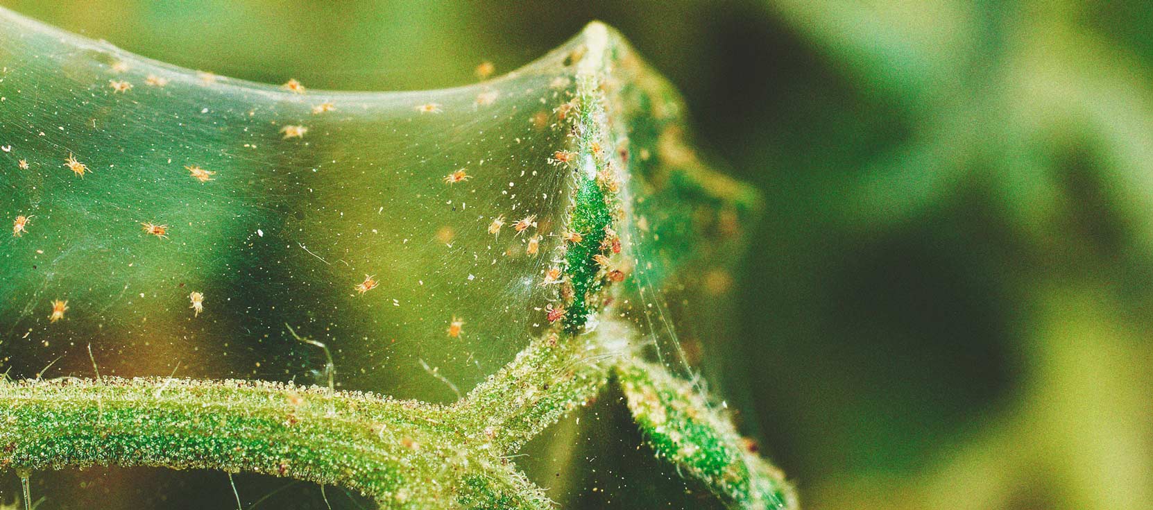 Les Bases de la Culture de Cannabis en Extérieur (Partie 4) Les Bases de la Culture de Cannabis en Extérieur (Partie 4)