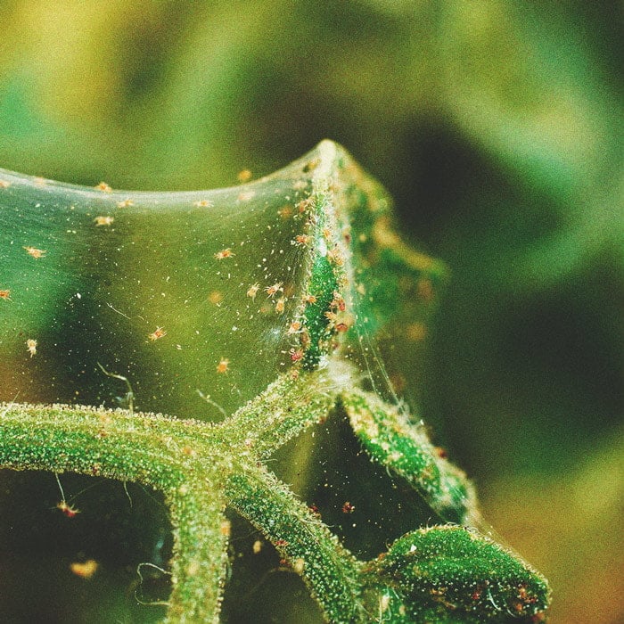 Les Bases de la Culture de Cannabis en Extérieur (Partie 4) Les Bases de la Culture de Cannabis en Extérieur (Partie 4)