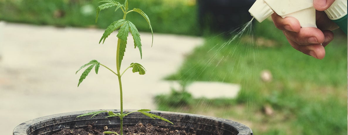 Pourquoi utiliser la KNF à chaque phase du cycle de vie du cannabis ?