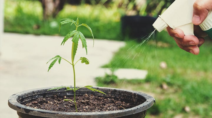 Pourquoi utiliser la KNF à chaque phase du cycle de vie du cannabis ? Pourquoi utiliser la KNF à chaque phase du cycle de vie du cannabis ?