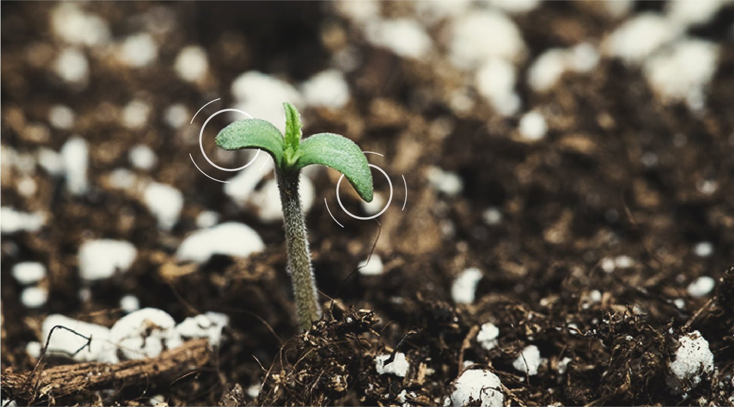 Germination des graines de cannabis - Résolution des problèmes