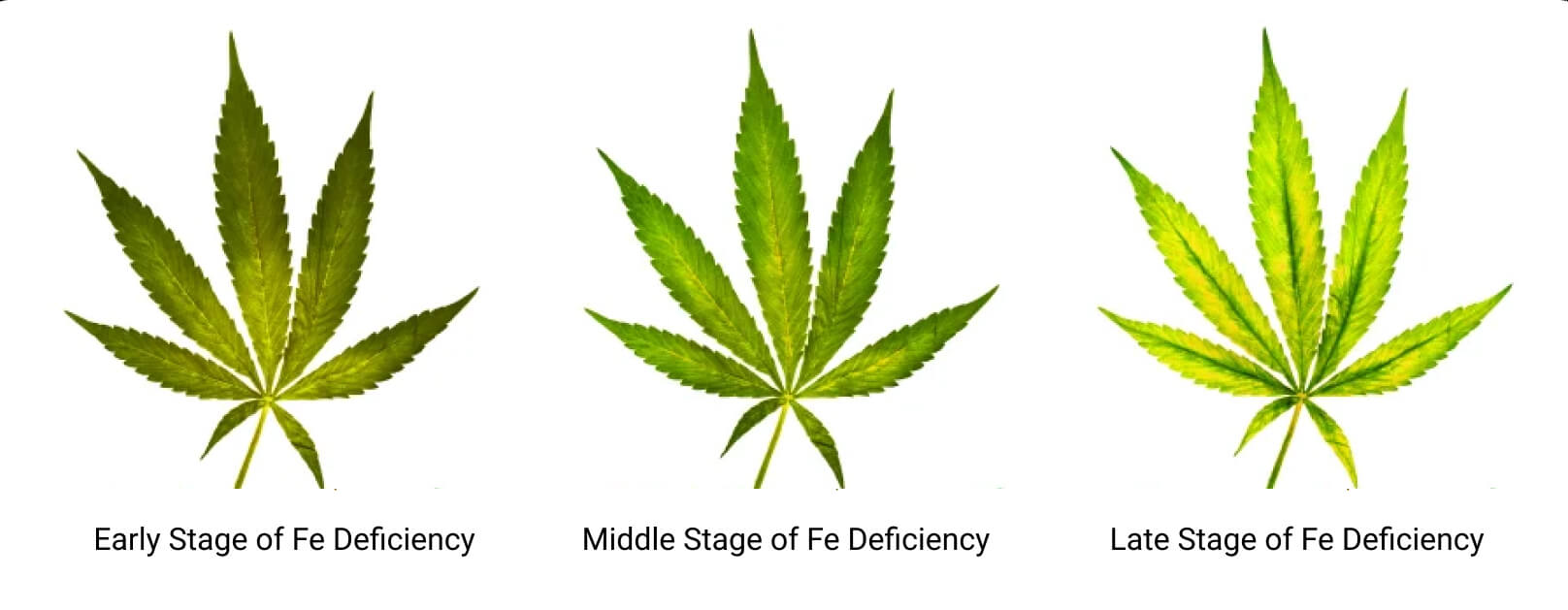 Stages of Iron Deficiency Stages of Iron Deficiency