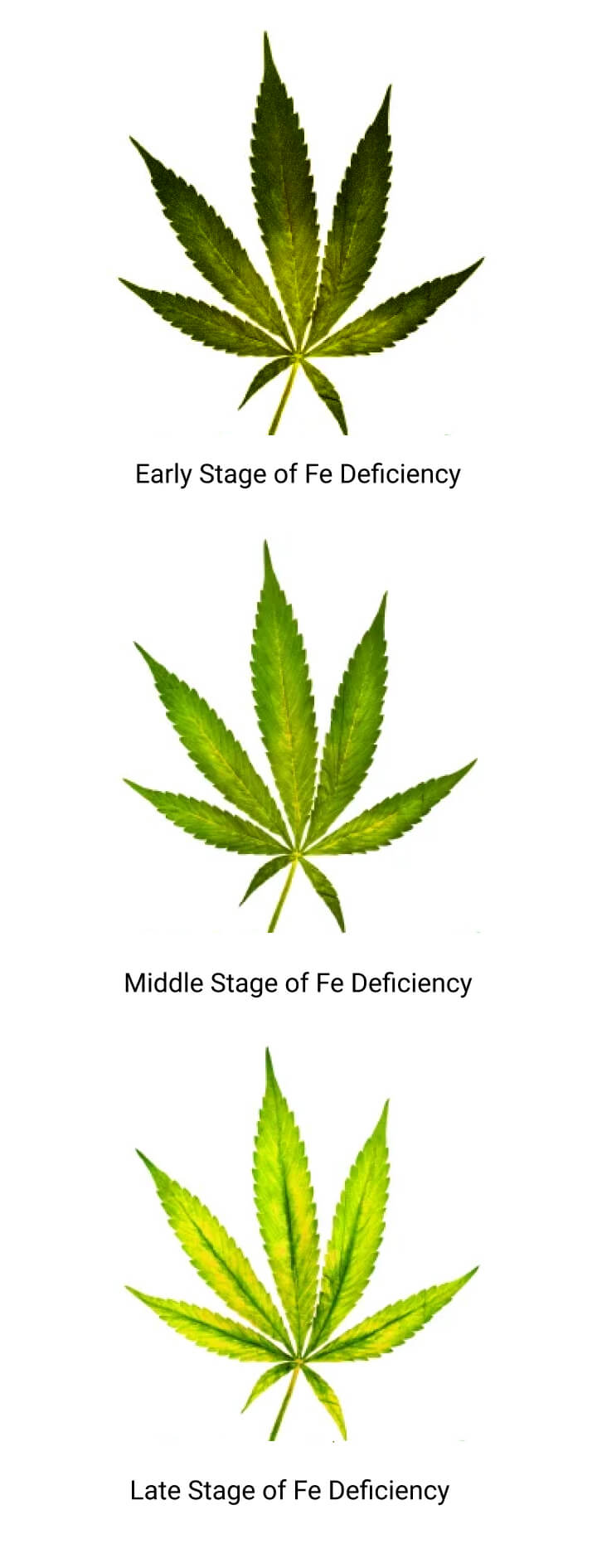 Stages of Iron Deficiency Stages of Iron Deficiency