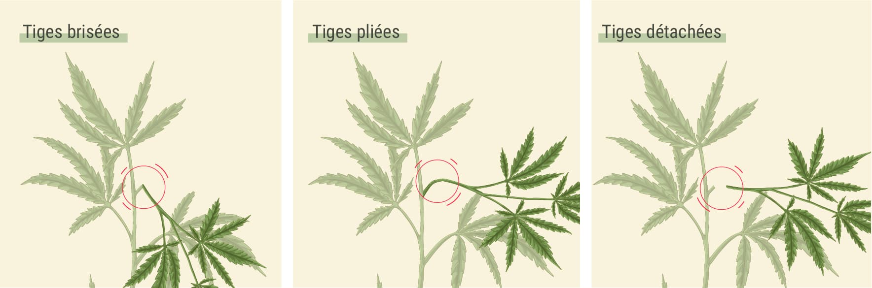 Quels genres de dégâts se produit souvent aux tiges ? Quels genres de dégâts se produit souvent aux tiges ?