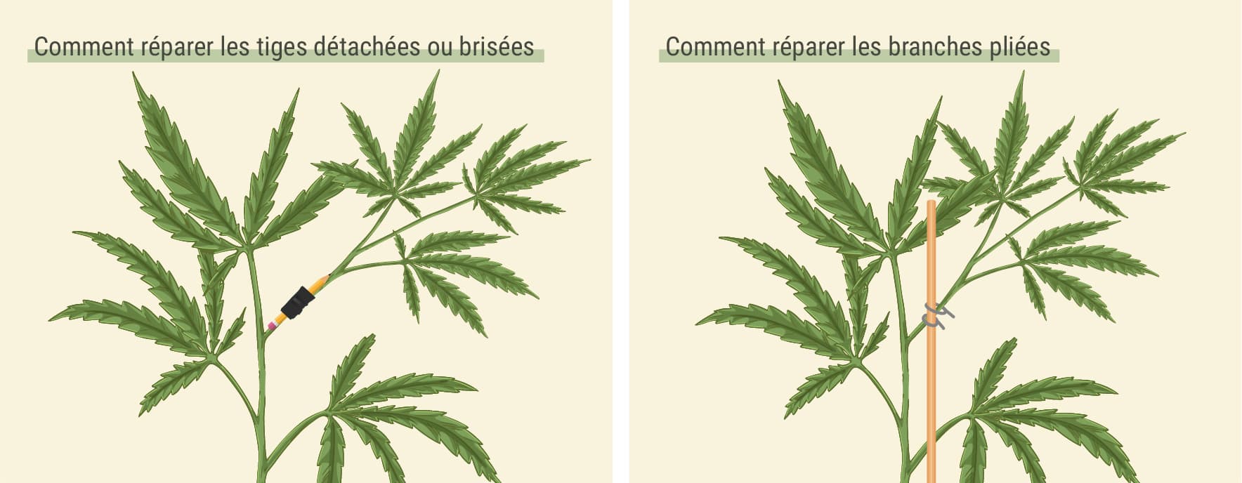 Comment réparer les tiges détachées ou brisées Comment réparer les tiges détachées ou brisées