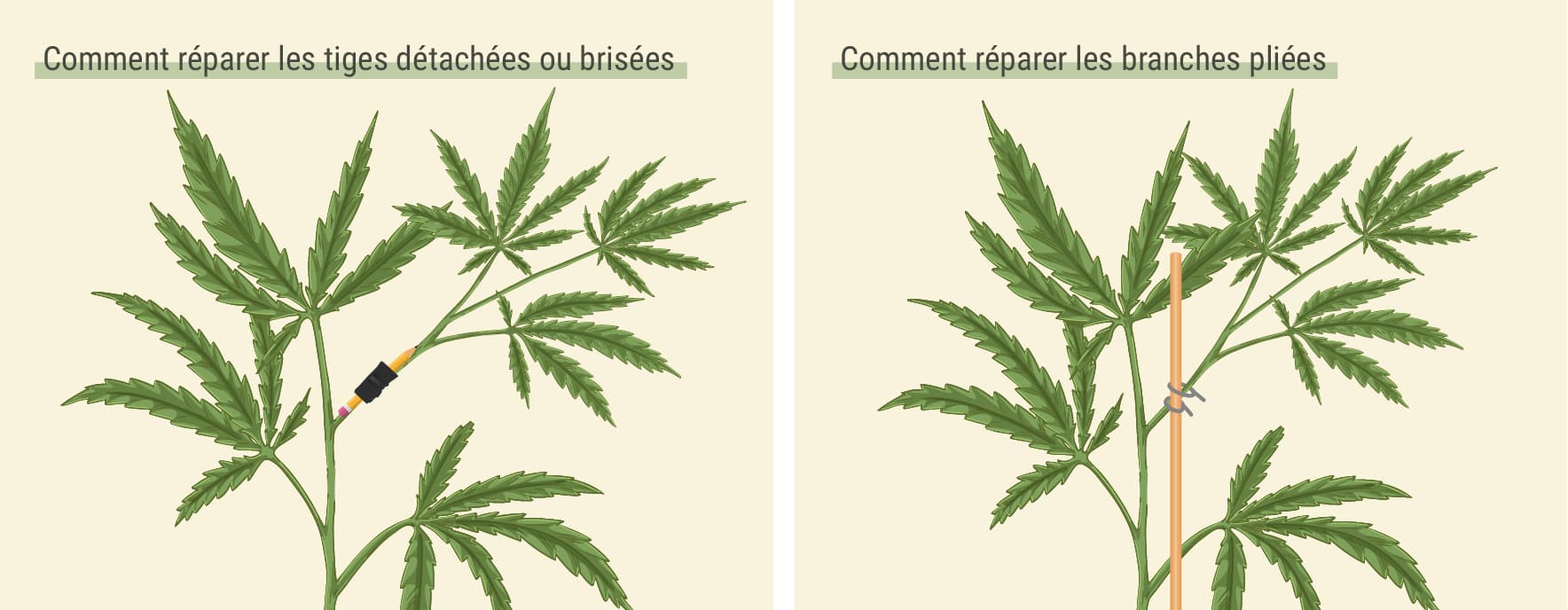 Comment réparer les tiges détachées ou brisées