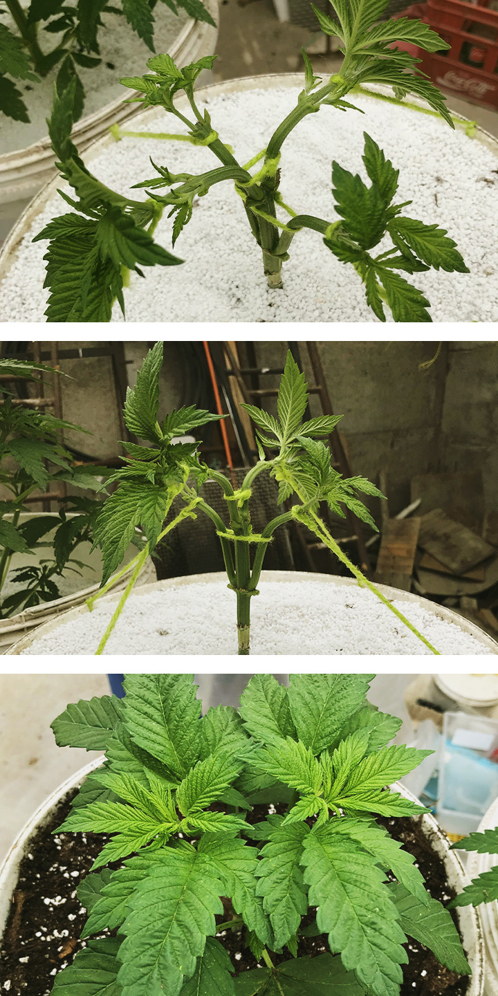 Mainlining Mainlining