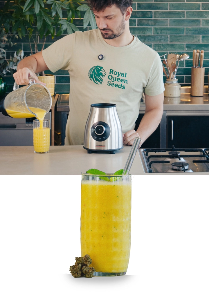 Étapes 4–5 : Mixer le smoothie au cannabis jusqu’à obtenir une texture crémeuse et servir immédiatement Mixage d’un smoothie au cannabis et à la mangue, puis versement de la boisson finie dans un verre, prête à être dégustée avec une texture lisse et crémeuse.
