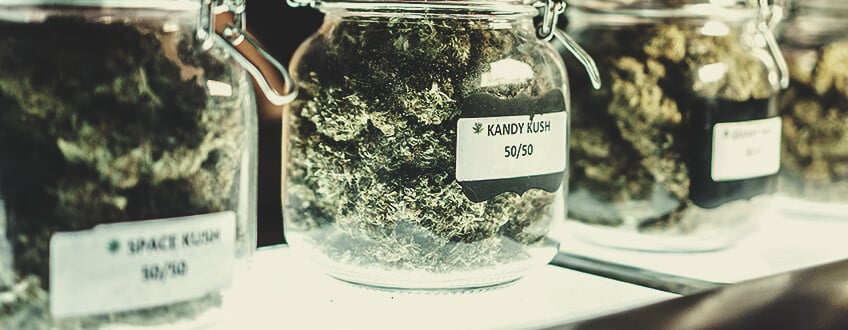 Classification actuelle du cannabis : plus de « variété » pour le secteur ? Classification actuelle du cannabis : plus de « variété » pour le secteur ?