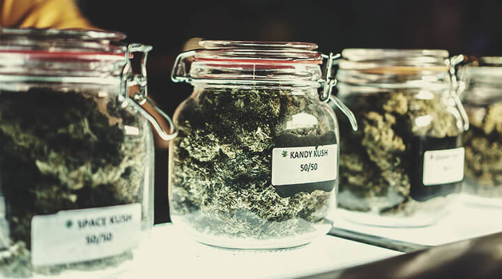 Classification actuelle du cannabis : plus de « variété » pour le secteur ?