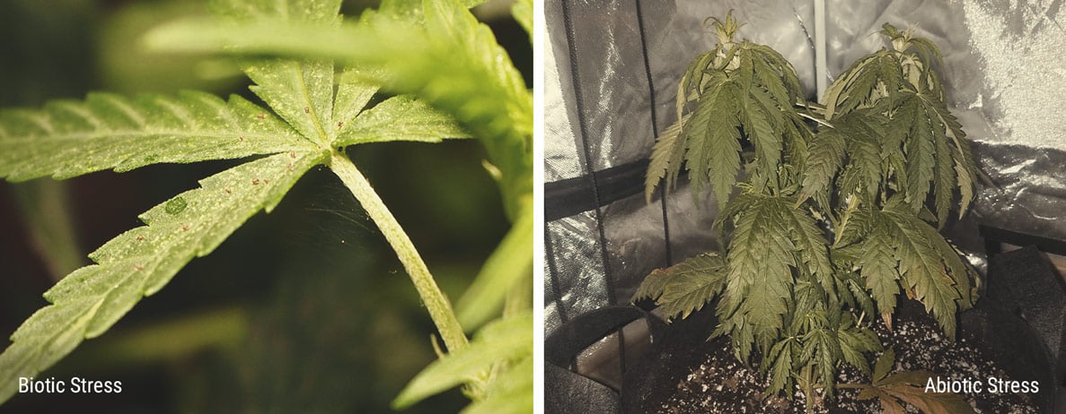 Le stress des plantes stimule la production de cannabinoïdes et de terpènes Le stress des plantes stimule la production de cannabinoïdes et de terpènes