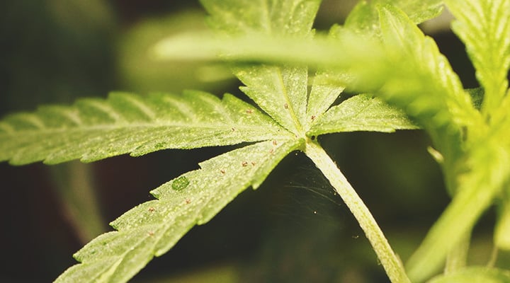 Le stress des plantes stimule la production de cannabinoïdes et de terpènes