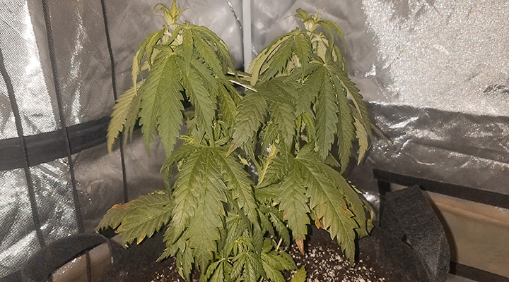 Le stress des plantes stimule la production de cannabinoïdes et de terpènes Le stress des plantes stimule la production de cannabinoïdes et de terpènes