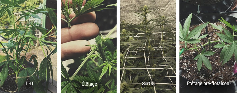 Comment contrôler la hauteur d'un plant de cannabis en phase végétative