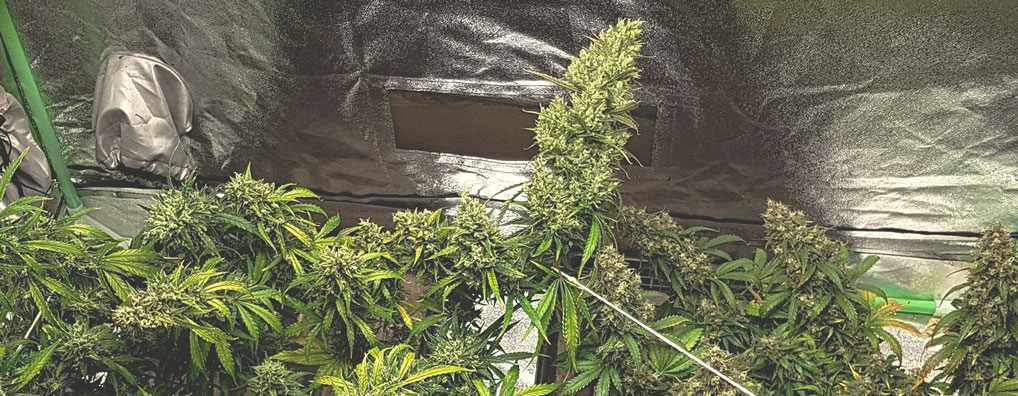 Les Meilleures Façons De Soutenir Les Larges Têtes De Cannabis En Intérieur Et Extérieur Les Meilleures Façons De Soutenir Les Larges Têtes De Cannabis En Intérieur Et Extérieur