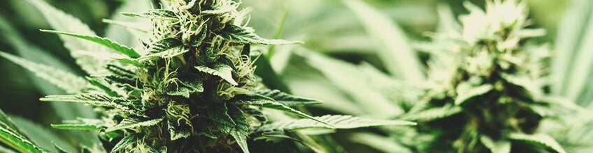 Feuilles résineuses de cannabis, visibles autour des têtes, couvertes d'un glaçage de trichomes blancs, illustrant la feuille de cannabis.