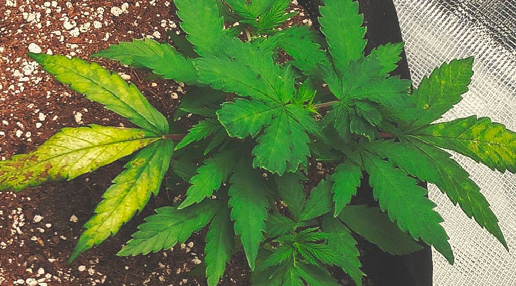 Plante de cannabis présentant une carence en soufre, avec des jeunes feuilles jaunissantes et des décolorations sur les feuilles inférieures.
